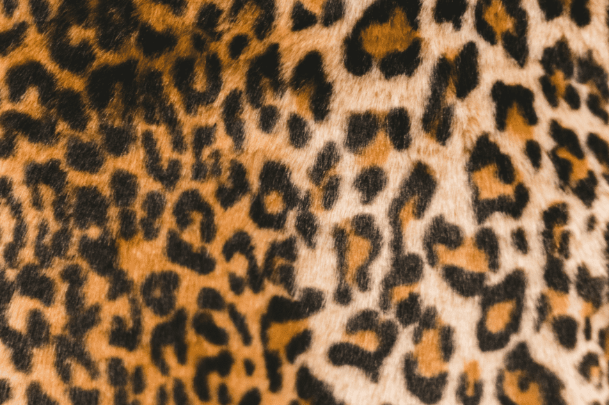Leopard Print Renaissance: Embrace the Wild Trend!